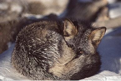 Saber重申：不会因续作而放弃《星际战士2》的开发